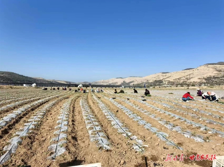 庄浪：特色蔬菜产业促振兴