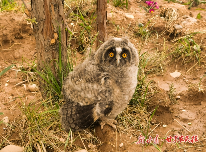 “呆萌”猫头鹰流落路边 警民携手暖心救助一只国家二级保护动物雕鸮幼鸟