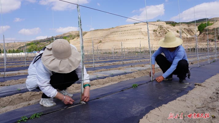 静宁：矮化密植示范园助推苹果产业提质增效