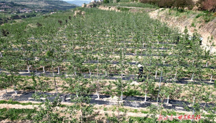 庄浪：苹果住上“金纸屋” 农民鼓起钱袋子

