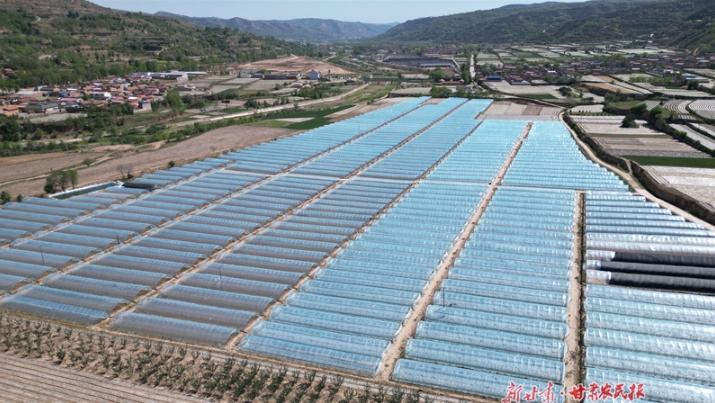 庄浪：西瓜种植有甜头 群众致富有奔头