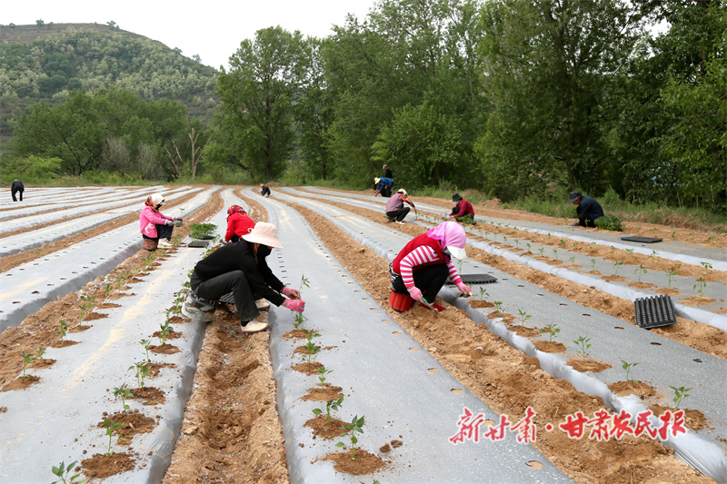 西峰区 奏响产业发展&ldquo;椒&rdquo;响曲