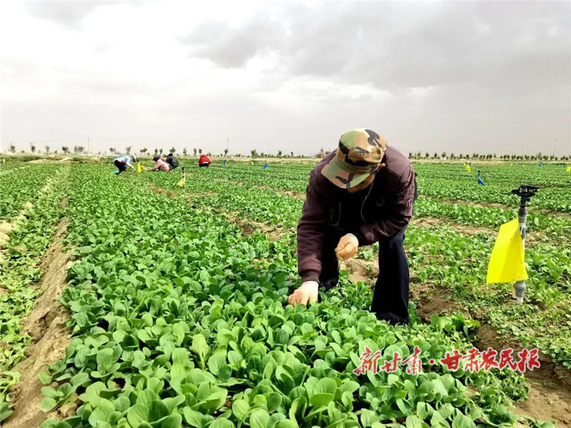民勤 大漠蔬菜长势喜人