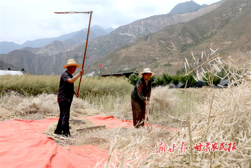 文县 4.45万亩油菜喜迎丰收
