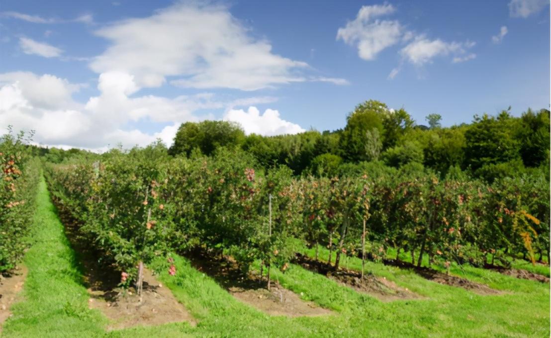 初夏苹果园如何管理
