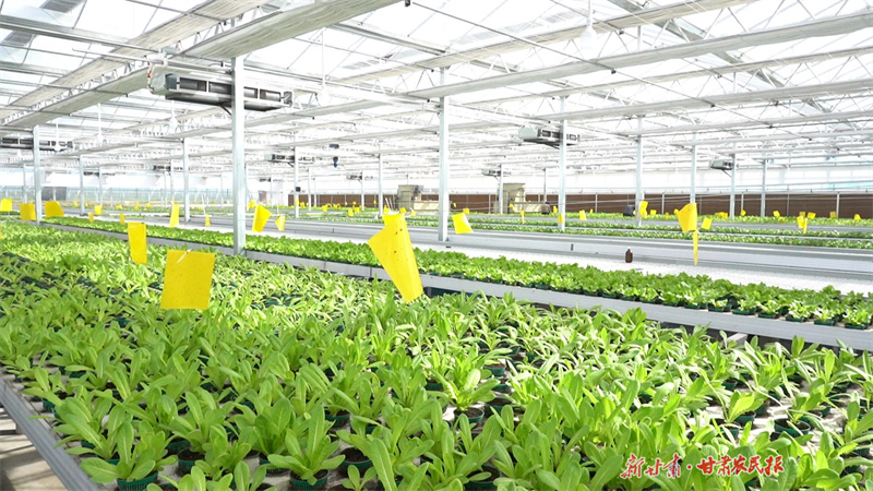 “南果北牛中部菜”，静宁这条致富路越走越宽