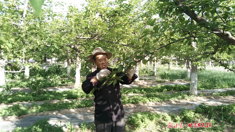 静宁：酥梨挂满枝 增收“丰”景好

