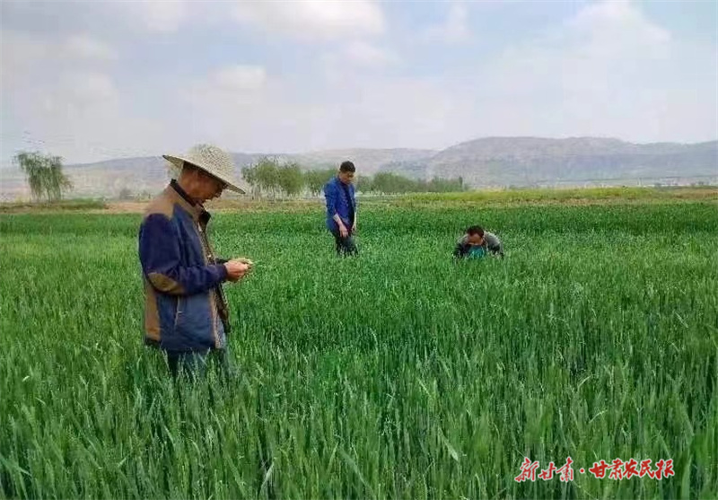 崆峒区：冬小麦新品种试验示范田长势喜人