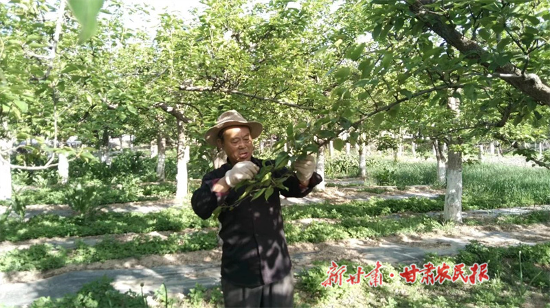 静宁 酥梨挂满枝 增收&ldquo;丰&rdquo;景好
