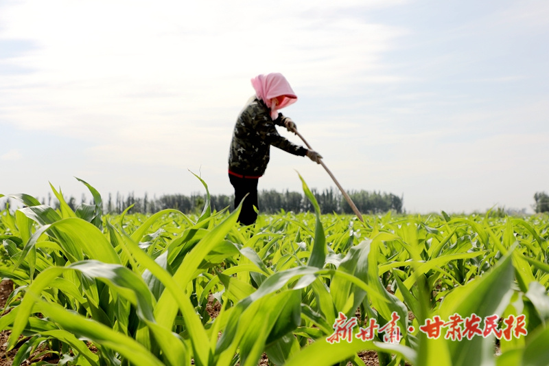 给玉米除草松土