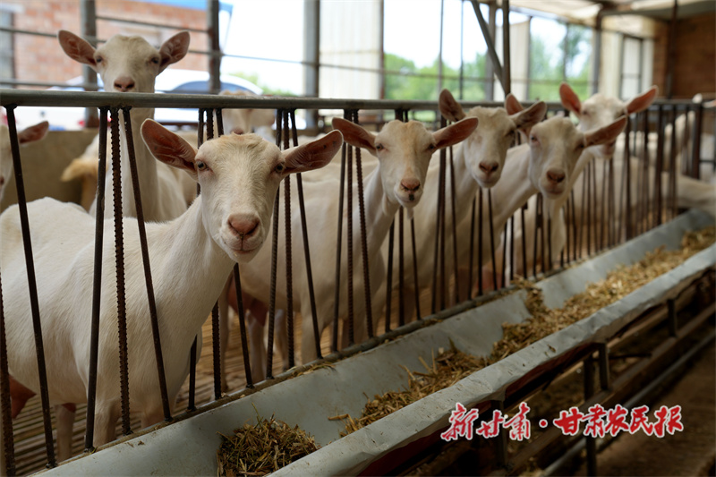 合水县 草与畜的&ldquo;绿色循环&rdquo;
