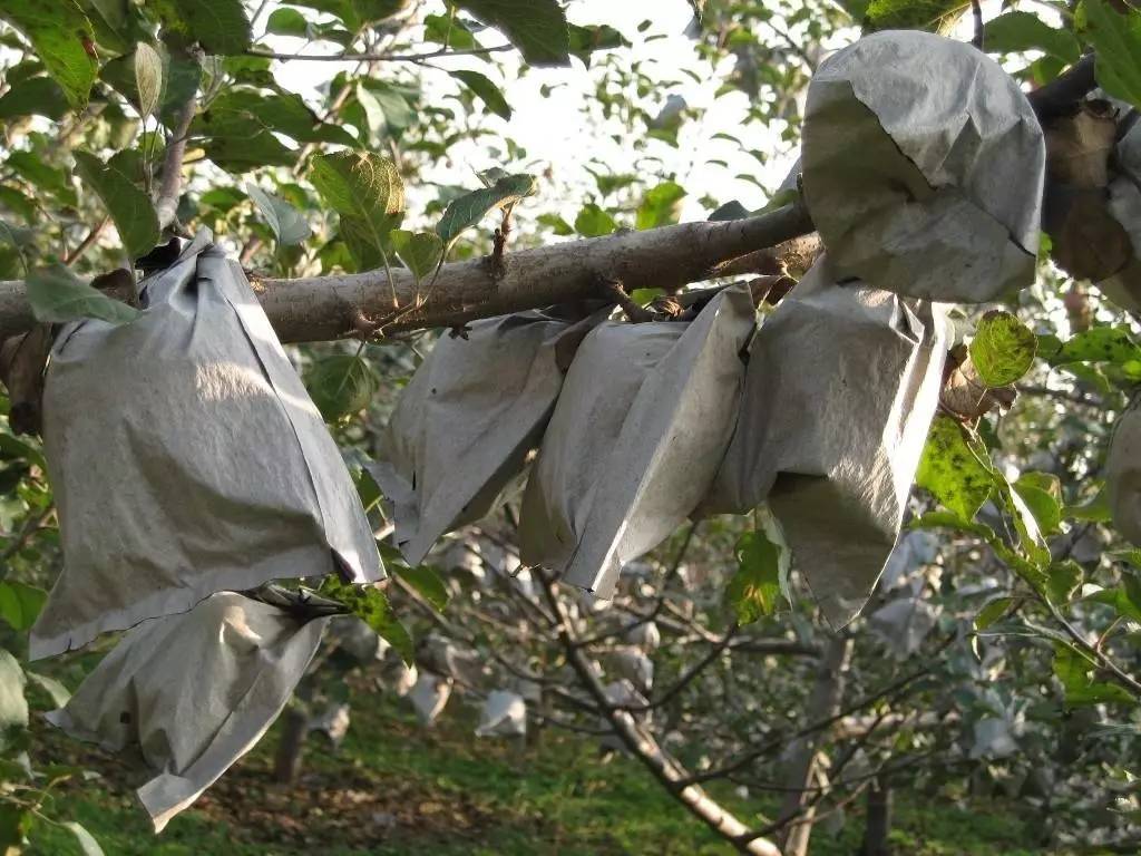 苹果套袋后要加强病虫害防治