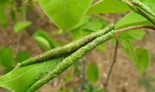 怎样识别和防治梨木虱？
