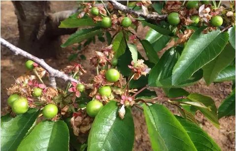 大棚樱桃病虫害防治讲方法