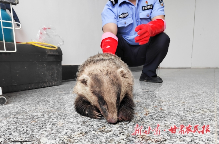 民乐县公安局森林警察大队救助放生两只野生保护动物

