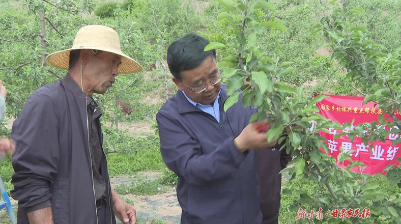庄浪：科技特派团为梯田苹果“增色添香”