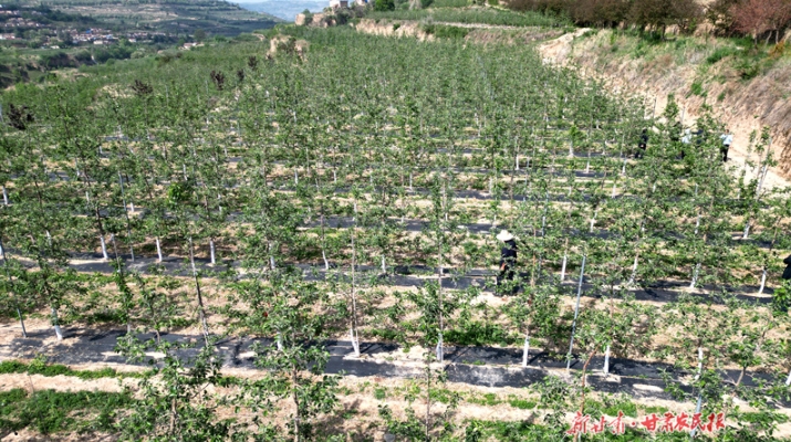 庄浪：苹果住上“金纸屋” 农民鼓起钱袋子