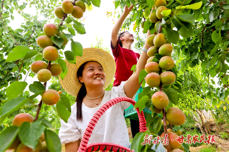 游客采摘红毛杏