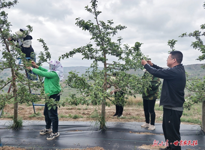 庄浪吊沟村：推动苹果产业绿色发展