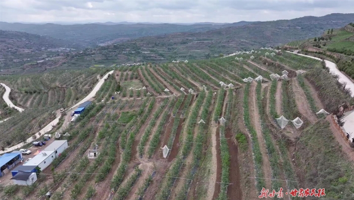 庄浪吊沟村：推动苹果产业绿色发展