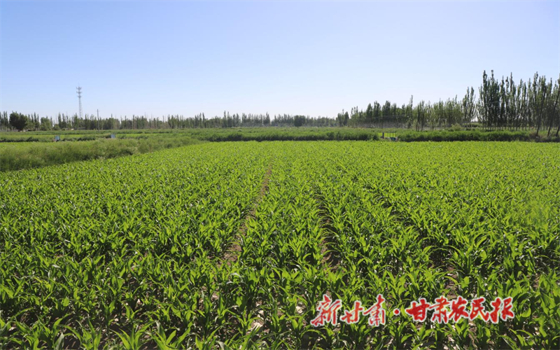 土地托管服务拓出壮大村集体经济“新路径”——瓜州县河东镇六道沟村发展集体经济典型案例解析