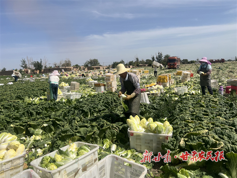 民勤县 满目&ldquo;丰&rdquo;景销售旺