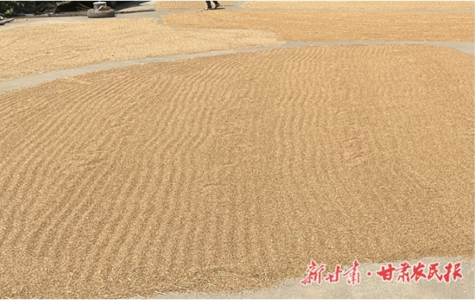 康县：“红色引擎”激活夏收好“丰”景