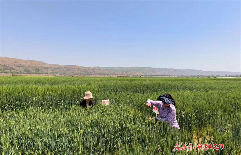 崆峒区：冬小麦新品种试验示范田长势喜人