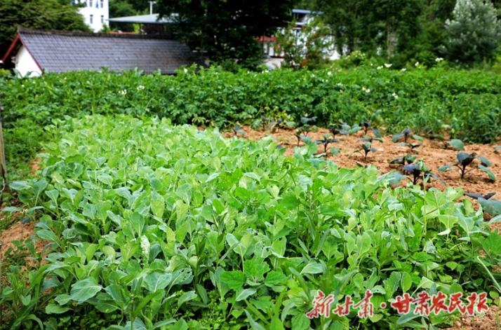 康县：方寸之地的“特色” 庭院经济

