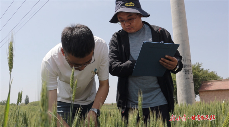 崆峒区：开展“一喷三防” 助力夏粮丰产丰收