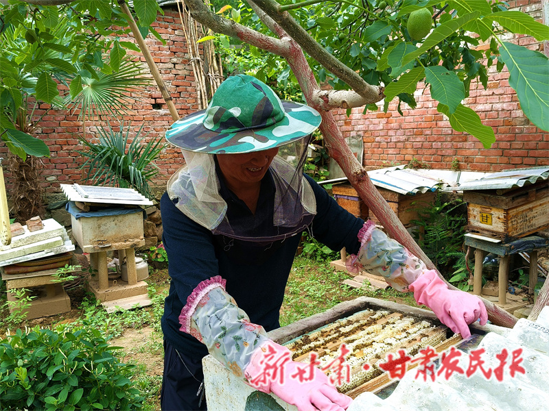 成县 生态养蜂&ldquo;蜂&rdquo;景好