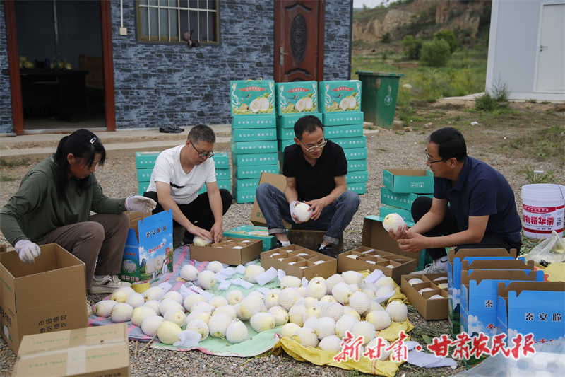 白脆瓜成熟上市