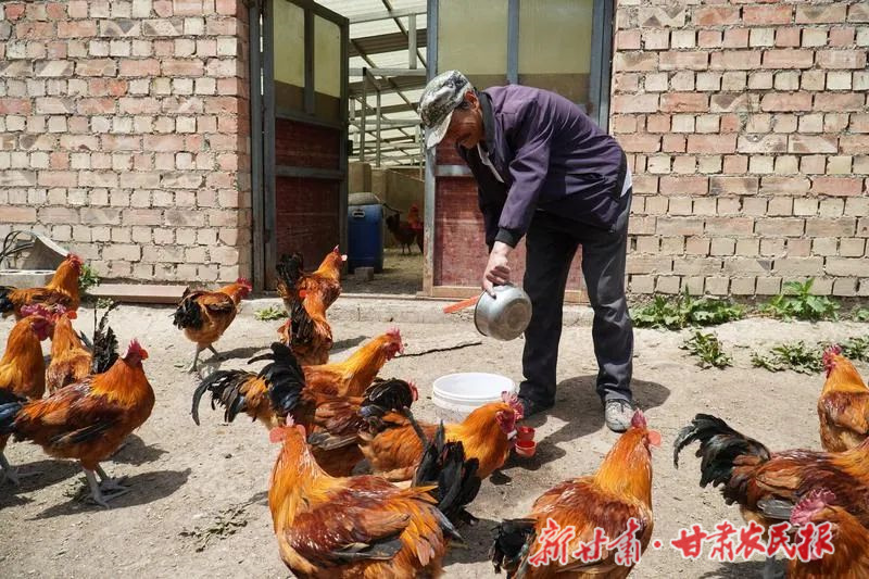 林下养鸡致富有“钱”景
