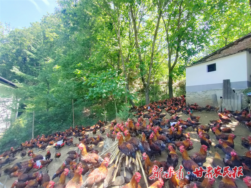 康县豆坝镇：生态散养鸡鸣响“增收曲”