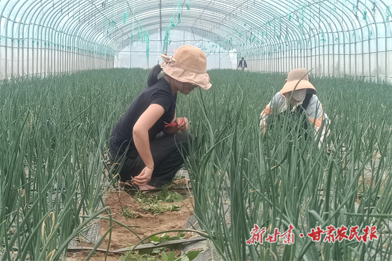 西和：温室大棚&ldquo;蔬&rdquo;写好&ldquo;丰&rdquo;景
