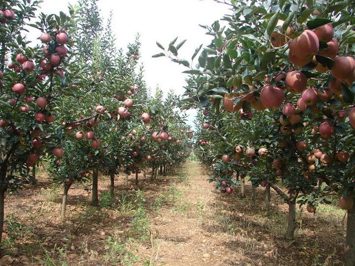 夏季高温干旱 果园这样管理更高产
