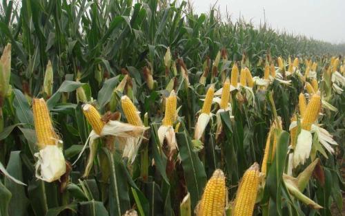 高温热害下玉米出苗后重管理