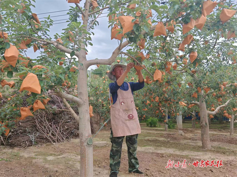 静宁：75亿颗幼果穿上“安全衣”