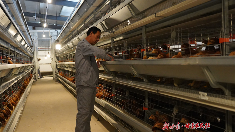 静宁县：小鸡“啄”开致富门