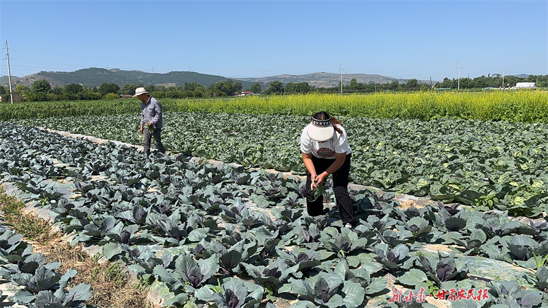 崆峒区：“蔬”写致富好“钱”景

