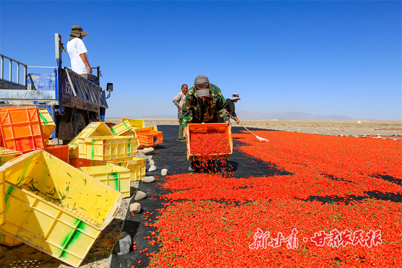 枸杞喜获丰收