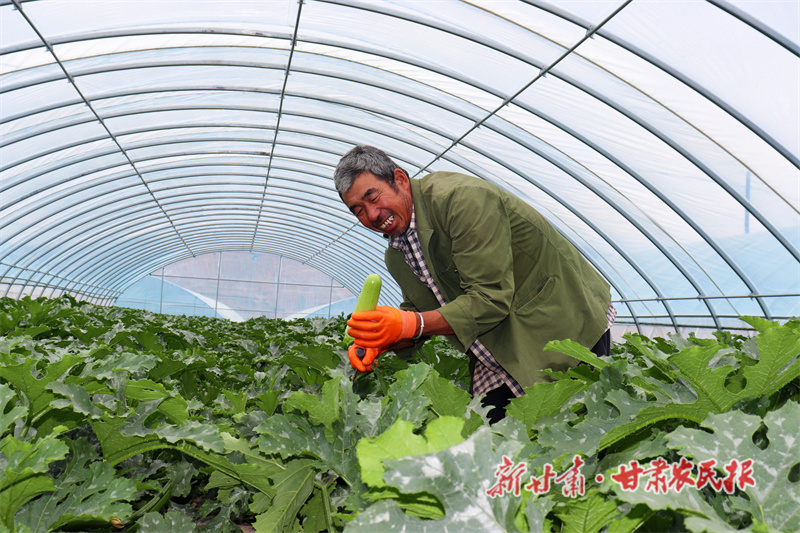 内官营镇 高原夏菜抢&ldquo;鲜&rdquo;上市