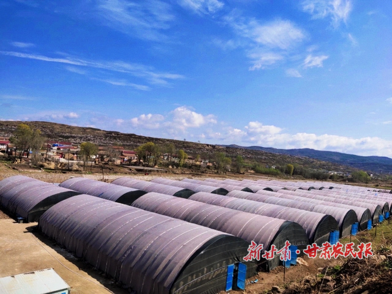 马峡镇 致富产业&ldquo;双轮驱动&rdquo; 特色种植&ldquo;土地生金&rdquo;