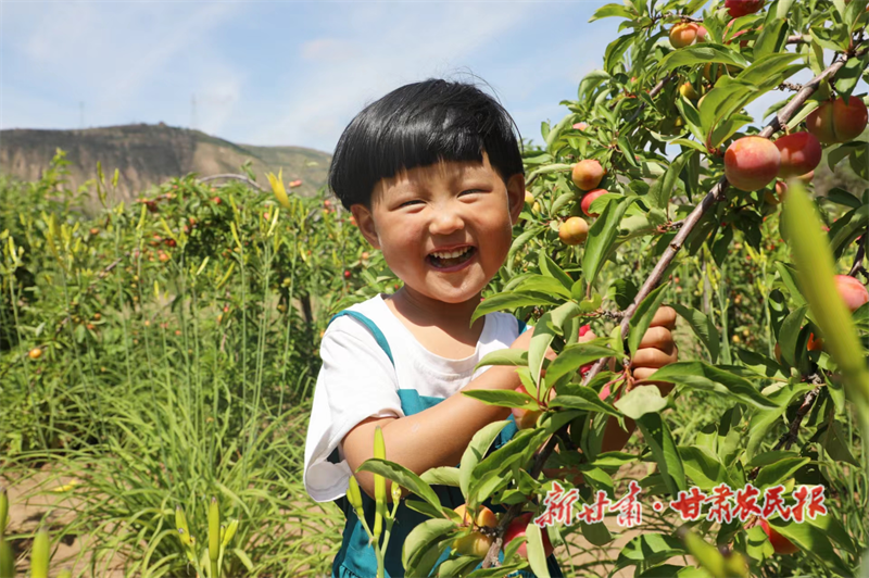 环县 &ldquo;采摘经济&rdquo;走俏
