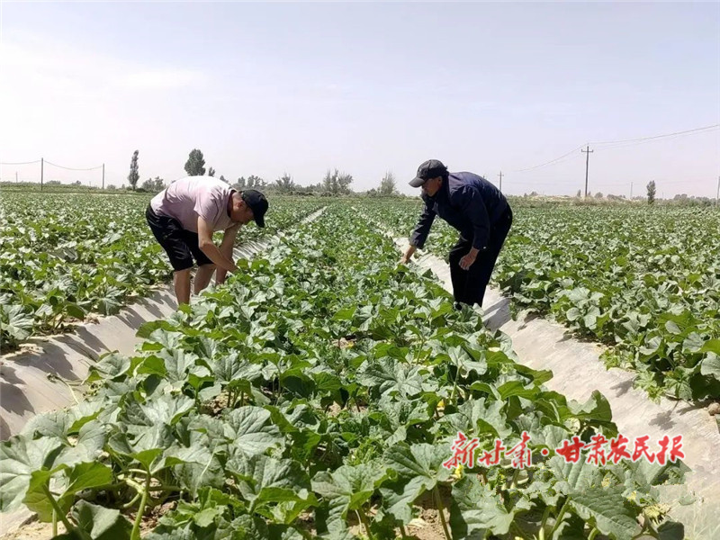 民勤 &ldquo;斗牛小瓜&rdquo;即将甜蜜上市