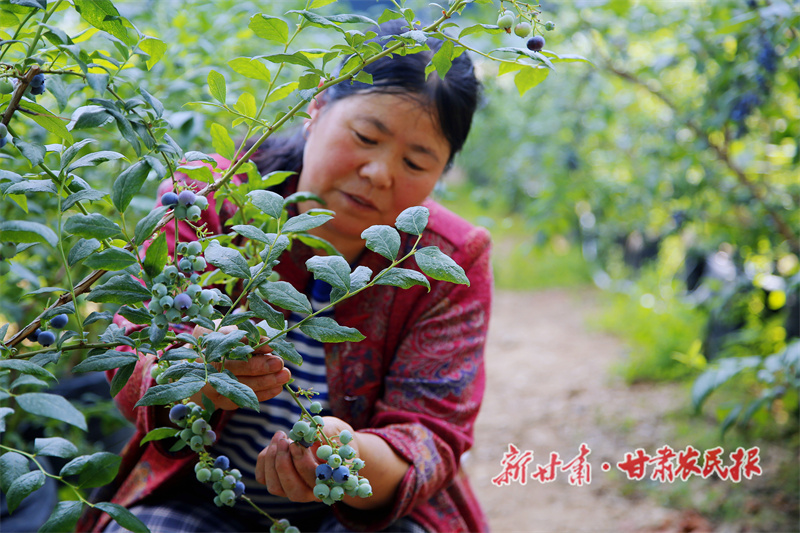 秦州区 蓝莓种植喜上&ldquo;莓&rdquo;梢