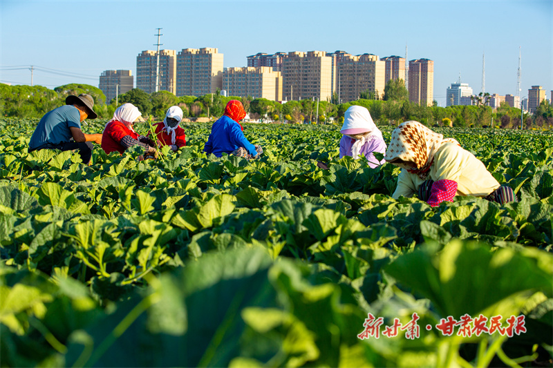 特色蔬菜制种基地