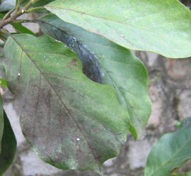 梨树煤污病的发生与防治技术