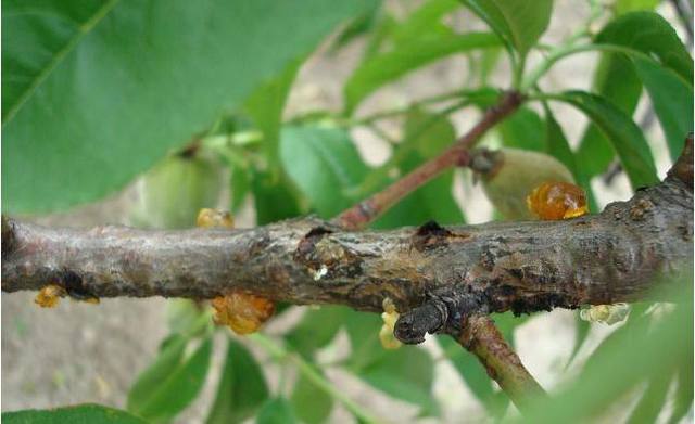 樱桃流胶病的危害症状和防治方法
