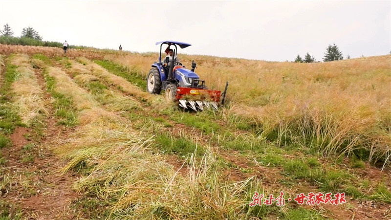 花香变油香！漳县油菜喜获丰收
